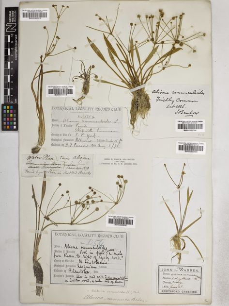 The Provenance of the plants in the Robert Pocock Herbarium | Robert Pocock Herbarium Project Kent Uk, Natural History Museum, Natural History, Vintage World Maps, Art Inspiration, Herbs, Notebook, History, Plants