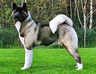 El Akita Americano (anteriormente conocido también como «Gran Perro Japonés») es una raza canina. Este perro de estructura sólida tiene sus orígenes en Japón, en 1603 donde sus primeros antepasados provienen de la región de Akita.  #perros #akita #dog #dogs American Akita Dog, Japanese Dog Breeds, Japanese Dog, Japanese Akita, Akita Puppies, Spitz Dogs, American Akita, Maltipoo Puppy, Dog Heaven