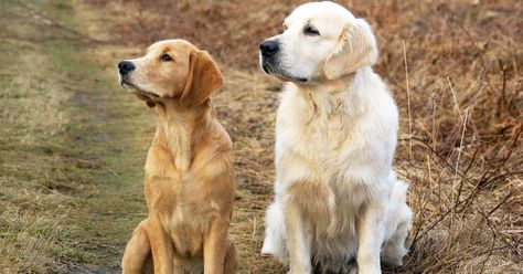 Short Hair Golden Retriever, Canadian Golden Retriever, Types Of Golden Retrievers, Golden Retriever Reference, Light Golden Retriever, Golden Retriever Short Hair, Dark Golden Retriever, Golden Retriever English Cream, Black Golden Retriever