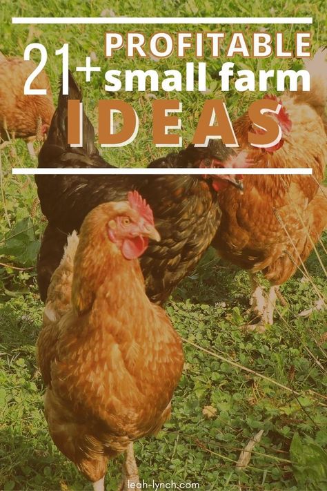 Use these different income ideas to make money on your small farm and fund the livestyle you want to live. Farm Money Making Ideas, Farm Income Ideas, Homestead Income Ideas, Fun Farm Ideas, Hobby Farm Ideas, Chickens 101, Small Farming, Micro Farm, Ideas To Make Money