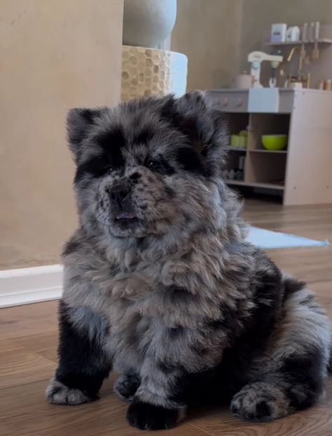 Huge Fluffy Dogs, Small Fluffy Dogs Breeds, Fluffy Dog Breeds, Chow Chow Dog, Apartment Dogs, Big Dog Breeds, Very Cute Puppies, Very Cute Dogs, Really Cute Dogs