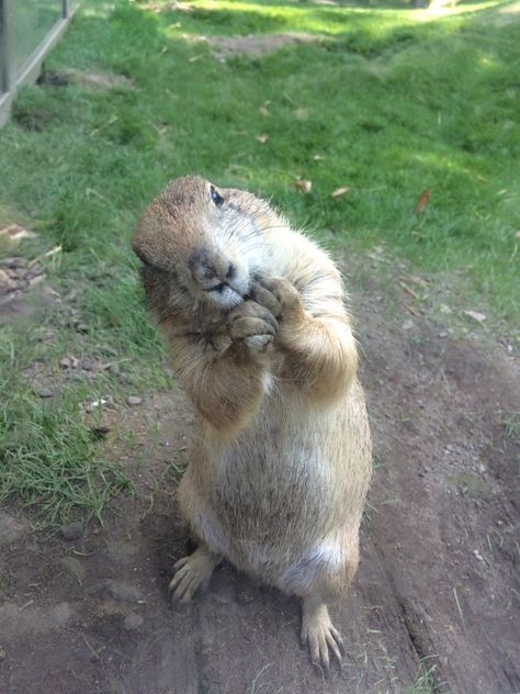 Marmot Aesthetic, Prairie Dogs, Ground Squirrel, Prairie Dog, Favorite Animals, Favorite Picture, Kawaii Animals, Rodents, The Glass