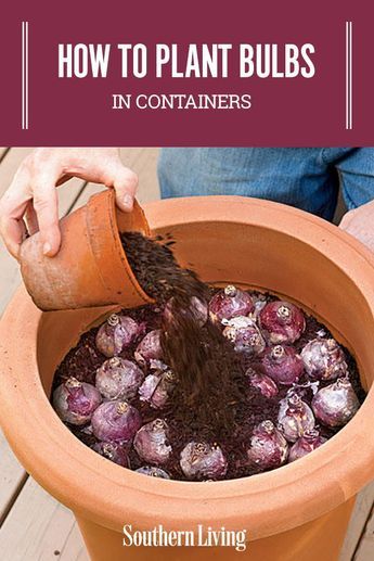 How To Plant Bulbs in Containers | Planting bulbs in containers in the fall will give you a sunny show for spring. #gardening #gardenideas #southernliving #containergardening Bulbs In Containers, How To Plant Bulbs, Vertical Container Gardening, Plant Bulbs, Spring Gardening, Container Gardening Flowers, Garden Bulbs, Garden Containers, Spring Bulbs