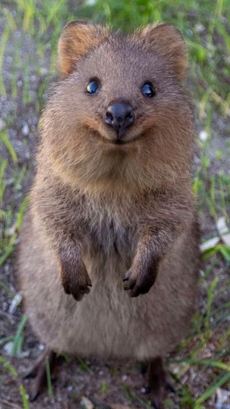 Animal Art Aesthetic, Quokka Animal, Happiest Animal, Worlds Cutest Animals, Animal Aesthetic, Australia Animals, Animal Drawing, Animal Cute, Australian Animals