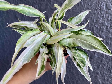 Introduction to Syngonium Starlite Variegated Syngonium Starlite Variegated is a unique indoor plant loved by gardening enthusiasts for its stunning variegated leaves and easy-to-grow nature. This tropical beauty brings a touch of nature's finest colors to any living space. The Origin of Syngonium Starlite Variegated Historical Background The Syngonium genus belongs to the Araceae family, commonly known as the #Syngonium Syngonium Starlite, Seed Planter, Creepers Plants, Plants Nursery, Heart Leaf Philodendron, Anthurium Plant, Flower Colour, Tropical Beauty, Fertilizer For Plants