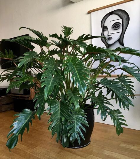 12 Types of Philodendron Plants Tiger Tooth Philodendron, Philonderon Plants, Bedroom Plant Ideas, Philodendron Types, Tropical Plants Indoor, Philodendron Pedatum, Home Decorations Ideas, Plantas Interior, Plant Library