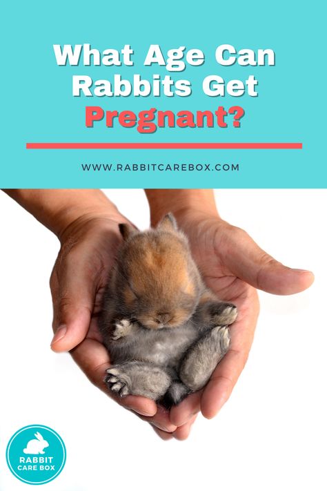 Raising Bunnies, Pregnant Rabbit, Rabbit Information, Happy Rabbit, Female Rabbit, Rabbit Care, Get Pregnant, Do You Know What, Getting Pregnant