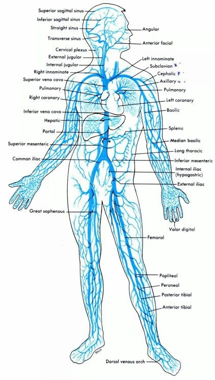 Venous system The Circulatory System, Endocannabinoid System, Human Anatomy And Physiology, Medical Anatomy, Daily Health Tips, Body Anatomy, Circulatory System, Nursing Study, Cardiovascular System