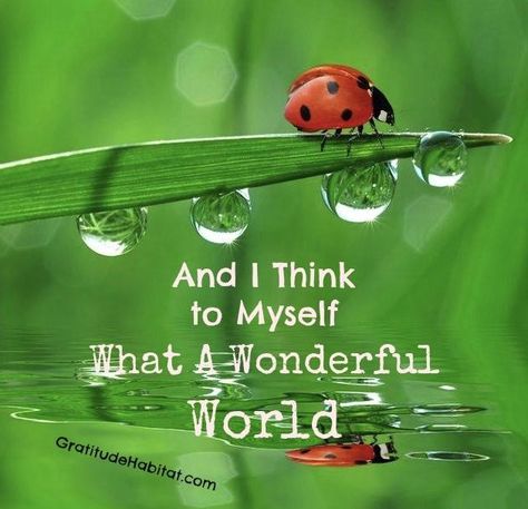 Bug Quotes, Gratitude Reminder, Ladybug Quotes, What A Wonderful World, Singing Tips, Singing Lessons, Lady Bugs, Daily Gratitude, Attitude Of Gratitude