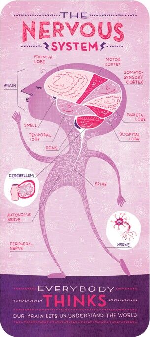 Week 4. Body Systems by Rachel Ignotofsky Nervous System Anatomy, Human Body Systems, Mind Palace, Anatomy Physiology, Cycle 3, The Nervous System, Homeschool Science, Medical Technology, Body Systems