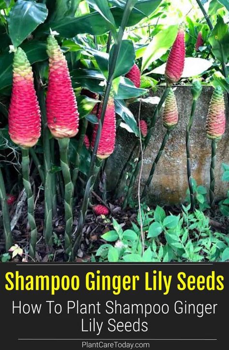 Shampoo Ginger Lily, Shampoo Ginger Plant, Shampoo Plant, Dream Greenhouse, Shampoo Ginger, Homestead Gardening, Lily Seeds, Growing Ginger, Ginger Lily