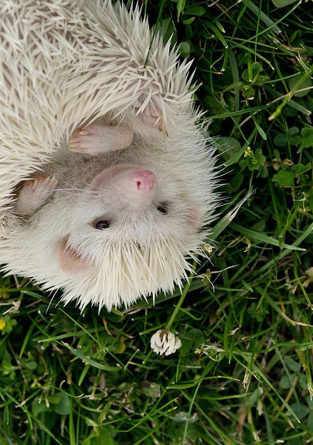 Harley! | Flickr - Photo Sharing! Albino Hedgehog, White Hedgehog, Hedgehog Pet, Albino Animals, Baby Hedgehog, Cute Hedgehog, Hedgehogs, Hamsters, Cute Creatures