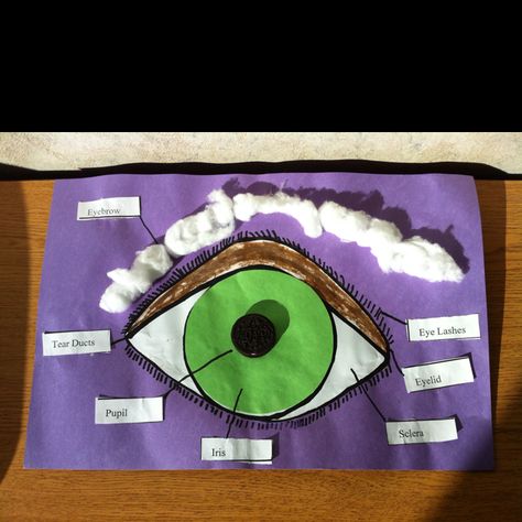 Diagram of Eye Eye Crafts For Preschoolers, Science Activities Elementary, Eye Lesson, Creation Activities, Activities Elementary, Kindergarten Projects, Eye Parts, Preschool Science Activities, Human Body Art