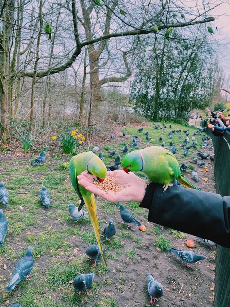 Feeding Birds, Green Birds, London Trip, Kensington Gardens, Photoshoot Idea, Parakeets, Green Bird, Art Workshop, Hyde Park