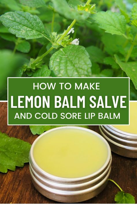 Uses For Lemon Balm Herb, Lemon Balm For Cold Sores, Lemon Balm Oxymel, Lemon Balm Lip Balm, Lemon Balm Oil How To Make, How To Use Lemon Balm, What To Do With Lemon Balm Leaves, Lemon Balm Simple Syrup, Lemon Balm Lip Balm Diy