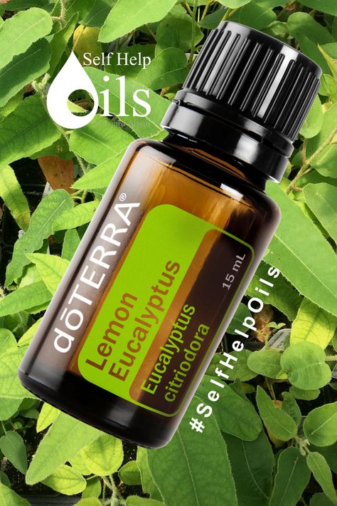 #Cleansing and #Uplifting, #LemonEucalyptus is native to northern #Australia and known for its #Refreshing, lemon-scented aroma. #LemonEucalyptusOil comes from a different kind of tree than #Eucalyptus oil. #Lemon eucalyptus is a common nickname for the tree, but it is also called the lemon-scented gum and #BlueSpottedGum Despite its name, Lemon Eucalyptus is not a #Citrus. Like #LemonMyrtle and #Lemongrass oil, it simply has a #Lemony aroma. #SelfHelpOils #TeamSelfHelpOils #NaturalCleanser Northern Australia, Doterra Lemon, Lemon Eucalyptus, Lemongrass Oil, Lemon Myrtle, Natural Cleanser, Eucalyptus Oil, Eucalyptus Essential Oil, Doterra Essential Oils