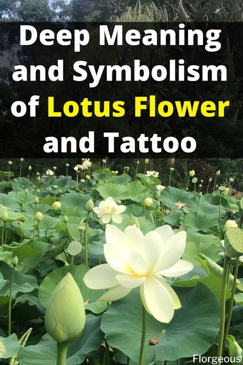 Lotus Flower What Does The Lotus Flower Mean, What Does A Lotus Flower Symbolize, Lotus Color Meaning, Lutos Tattoo Design Lotus Flowers, Lotus Drawing Tattoo, Lotus Flower Color Meaning, Lotus Symbol Meaning, Lotus Blossom Tattoos, Lotus Meaning