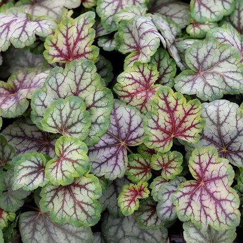 Coral Bells Heuchera, Front Flower Beds, Plant Signs, Coral Bells, Small White Flowers, Deep Plum, Replant, Garden Care, Planting Bulbs