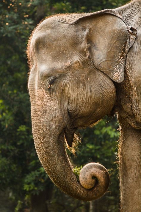 Sumatran Elephant, Elephants Never Forget, Photo Animaliere, Elephants Photos, Nature Tour, Save The Elephants, Asian Elephant, Indian Elephant, Hur Man Målar