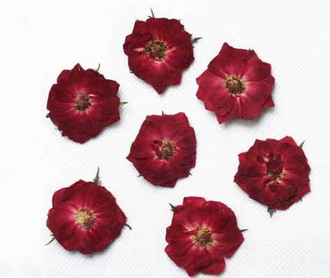 Flowers Red Rose, Deep Red Wedding, Pressed Roses, Dried Pressed Flowers, Diy Jewellery Designs, Drying Roses, Fruits Photos, Flower Plants, Dried And Pressed Flowers