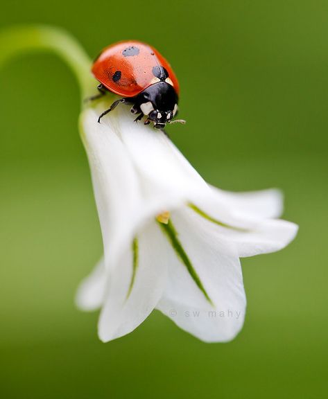 Ladybug Nails, Lady Beetle, Diy Herb Garden, Ladybug Art, A Ladybug, Lady Bugs, Beautiful Bugs, Lady Bird, Celebrity Tattoos