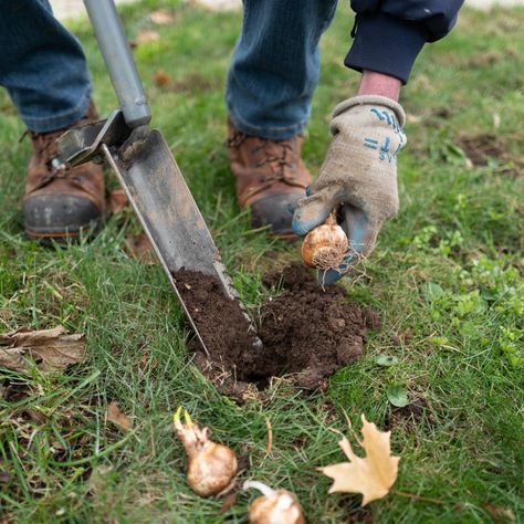 Bulb Planting Tools | Item # 9033 Step-on Daffodil Planter | For Sale - Colorblends® Bulb Planting Tools, Tulips And Daffodils, Bulb Planting, Amsterdam Tulips, Fall Planting, Planters For Sale, Planting Tools, Flower Bulbs, Tulip Bulbs