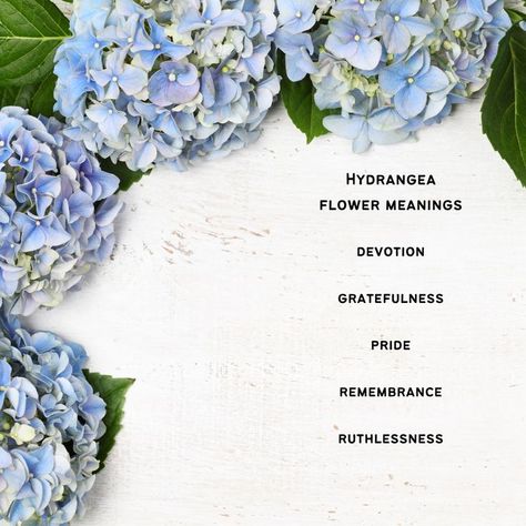 Hydrangea Meaning, Bride Ideas, Paint Flowers, Flower Meanings, Hydrangea Flower, African Violets, Blue Hydrangea, Water Lilies, Blue And Pink