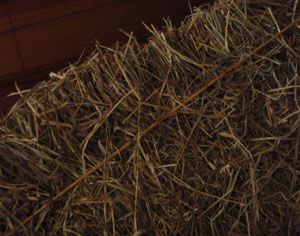 101 Uses for Baling Twine (Almost) Twine Crafts, Twine Diy, Horse Rescue, Horse Costumes, Farm Crafts, Horse Tips, Mini Horse, Macrame Plant Hangers, Horse Barn