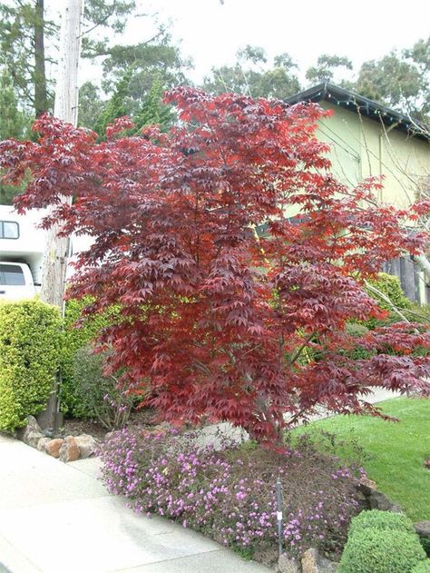 Plant photo of: Acer palmatum 'Atropurpureum' Acer Palmatum Taylor, Acer Palmatum Atropurpureum, Acer Palmatum Ukigumo, Acer Rubrum October Glory, Acer Saccharinum, Acer Palmatum, Japanese Maple, Garden Borders, Deciduous Trees