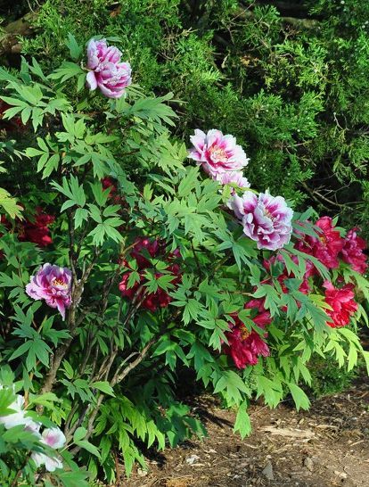 how to plant care for a tree peony, flowers, gardening, how to Peony Tree, Garden Peonies, Tree Peonies, Peony Care, Flowers Indoor, Peony Garden, Tree Peony, Organic Vegetable Garden, Meteor Garden 2018