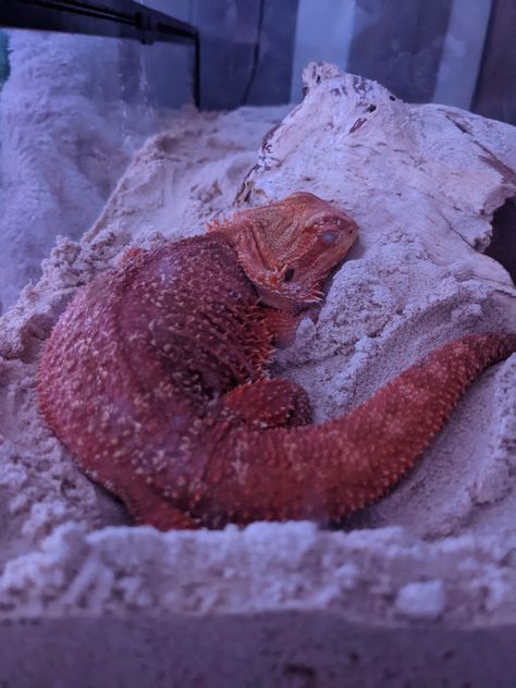 Bearded dragon Bearded Dragon Dressed Up, Bearded Dragon Aesthetic Tank, Fat Bearded Dragon, Funny Bearded Dragons, Aesthetic Bearded Dragon, Bearded Dragon Pictures, Bearded Dragon Wallpaper, Bearded Dragon Aesthetic, Red Bearded Dragon