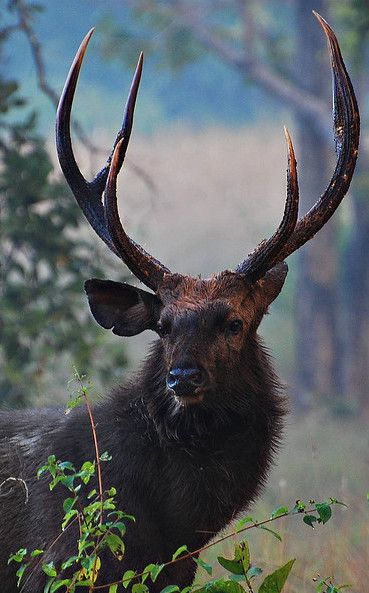 Sambar Buck Deer: In India, the sambar can comprise up to nearly 60% of the prey selected by the Bengal tiger. Animals With Antlers, Deer Reference, Caribou Hunting, Sambar Deer, Melanistic Animals, Elk Pictures, Hunting Style, Deer Species, Black Deer