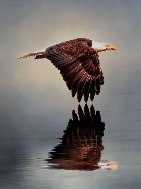 #washingtonstate #eagle #creek Steller Sea Eagle, Golden Eagle Photography, Eagle Idaho, America Washington, Eagle Falls Lake Tahoe, Eagle River Alaska, Iconic Photos, Washington State, Bird Species