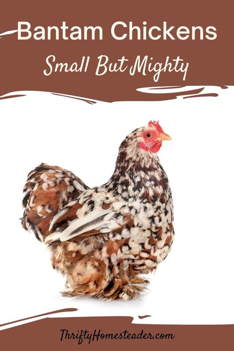 Chickens In The Winter, Bantam Chickens, Types Of Chickens, Chicken Keeping, Backyard Chicken Farming, Hen Chicken, Keeping Chickens, Small But Mighty, Mini Farm