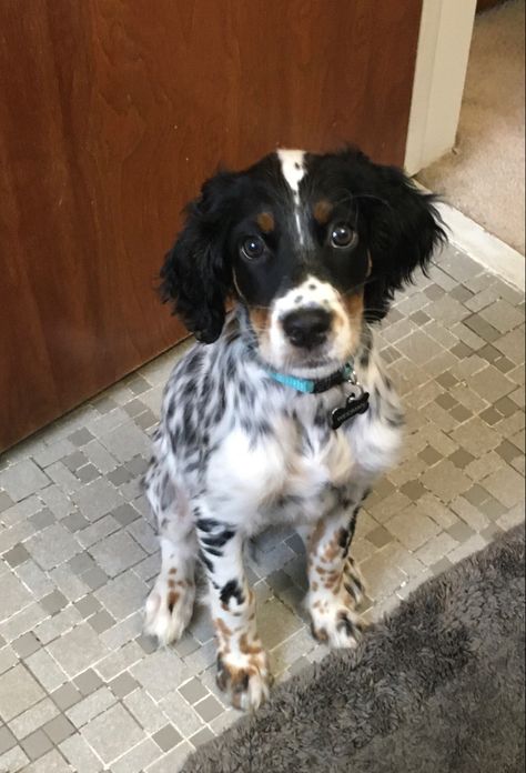 Llewellin Setter pup approx. 10 weeks. Llewellin Setters, Red And White Setter, Oboe, Animals And Pets, Funny Animals, Red And White, Pet, Dogs, Funny