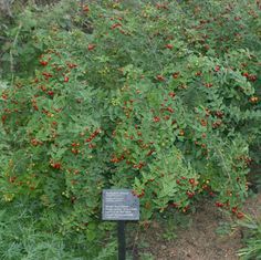 Barbados Cherry | AustinTexas.gov - The Official Website of the City of Austin; fast growing, 12 feet tall at maturity, fast growing, full sun, Epsom Salt For Tomatoes, Barbados Cherry, One Pot Dinners, Backyard Plants, Texas Gardening, Plant Guide, Big Garden, Food Forest, Planting Vegetables