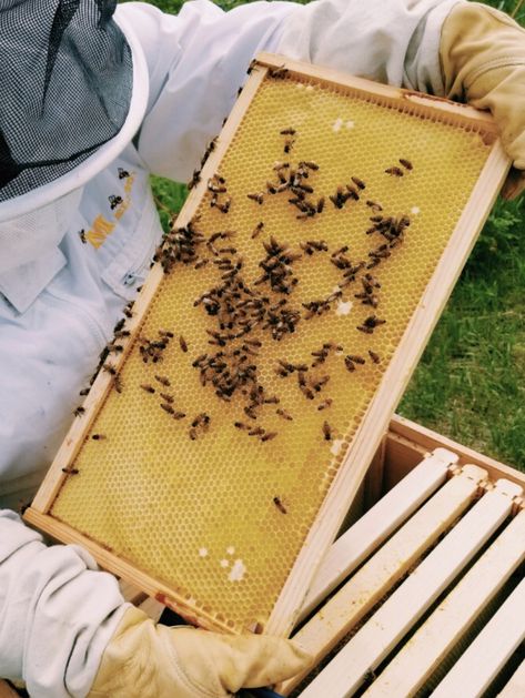 Bee Farm Aesthetic, Farm Aesthetic, Third Eye Opening, Pushing Daisies, Backyard Beekeeping, Golden Hour Photos, Bee Farm, Stardew Valley, Family Farm