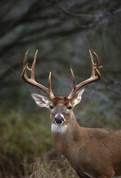 Whitetail Buck Portrait. A close up portrait of a huge white-tailed buck , #spon, #Portrait, #close, #Whitetail, #Buck, #portrait #ad Big Whitetail Bucks, Deer Tail, Whitetail Deer Pictures, Deer With Antlers, Deer Photography, Whitetail Deer Hunting, Big Deer, Big Buck, Deer Hunting Tips