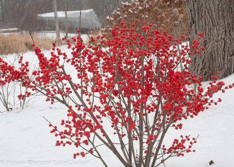 16 Winter Gardening Ideas & Tips | Proven Winners Fall Hanging Baskets, Winterberry Holly, Holly Shrub, Fruit Bearing Trees, Fragrant Garden, Foundation Planting, Fall Fruits, Planting Shrubs, White Plants