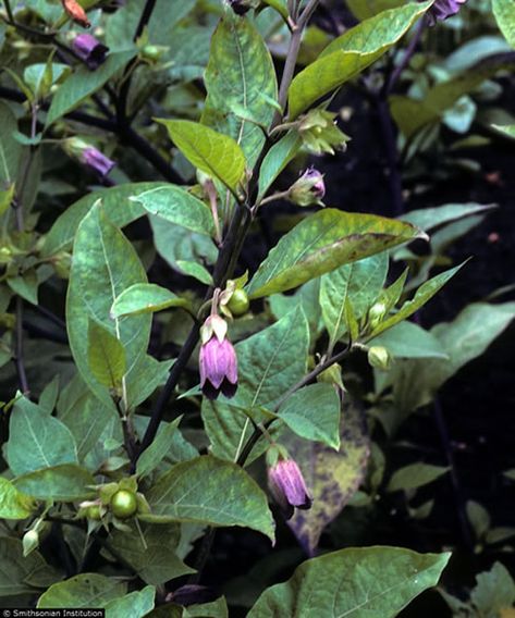 Belladonna - Nightshade Belladonna Flower, Nightshade Flower, Nightshade Plant, Path Edging, Wildflower Photo, Poisonous Plants, Astral Travel, Traditional Medicine, Native Plants