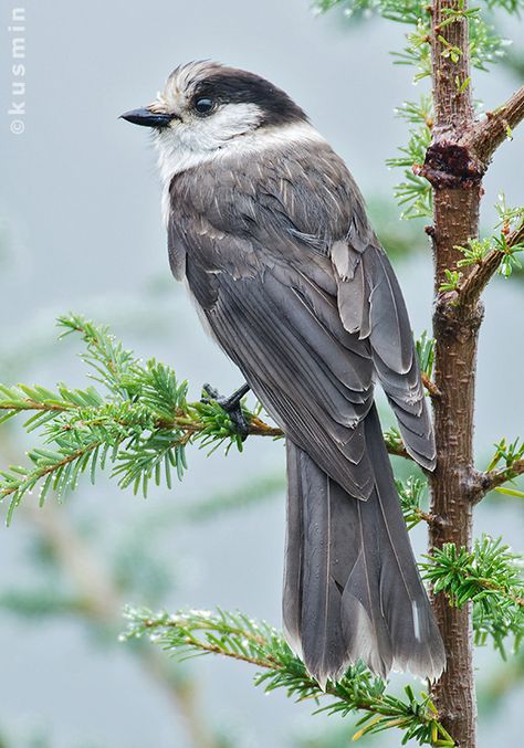 Grey Jay, Wild Birds Photography, Gray Jay, Amazing Birds, Jay Bird, West Vancouver, Kinds Of Birds, All Birds, Bird Pictures