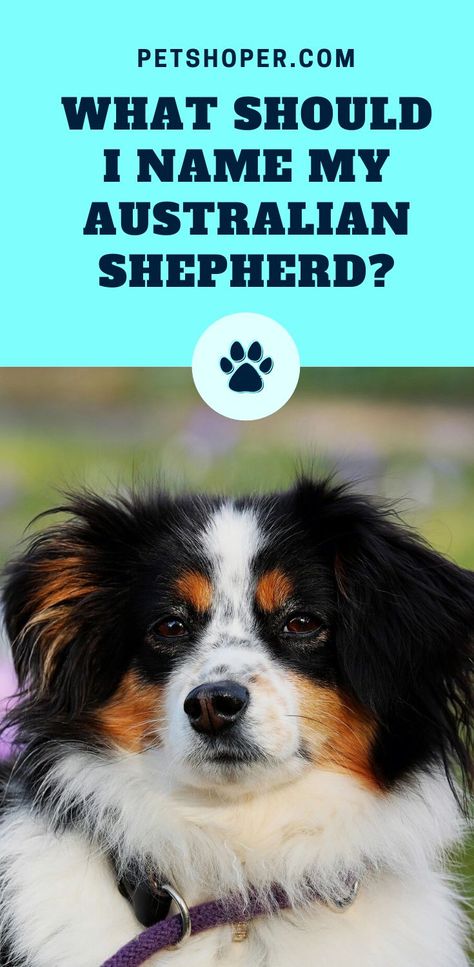 Aussie Dog Names, Puppies Names Female, Australian Shepherd Names, Mini Aussie Puppy, Good Character Traits, Puppy Checklist, Girl Dog Names, Best Dog Names, Female Dog Names