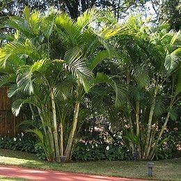 Front Door Landscaping, Flower Arragement, Pool Plants, Palm Trees Landscaping, Florida Landscaping, Side Yard Landscaping, Ferns Garden, Vertical Garden Design, Privacy Landscaping