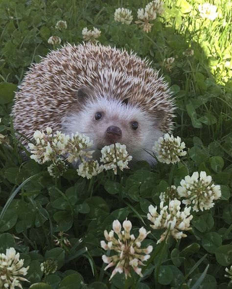 Oliver aka Flowerchild A Hedgehog, Cute Hedgehog, Pretty Animals, Haiwan Peliharaan, Hedgehogs, Spring Blooms, Cute Creatures, Sweet Animals, The Grass