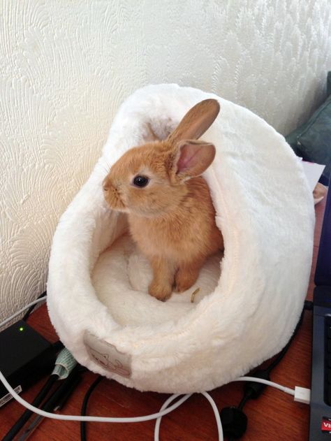 Bunny Has a Bed on Her Human's Desk So She Can Supervise from a Place of Comfort 1 Bunny Supplies, Bunny Cage, Pet Rabbit Care, Bunny Beds, Daily Bunny, Bunny Room, Rabbit Bedding, Pet Bunny Rabbits, Indoor Rabbit