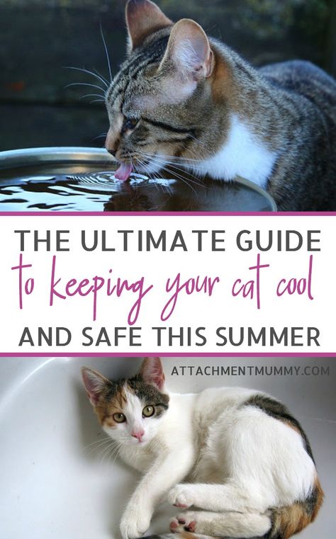 How to Help Your Cat Keep Cool in the Summer Heat Cat Cool, Cat Advice, Summer Cat, Cat Whisperer, Cat Summer, F2 Savannah Cat, Cat Hacks, Healthy Cat, Cat Care Tips