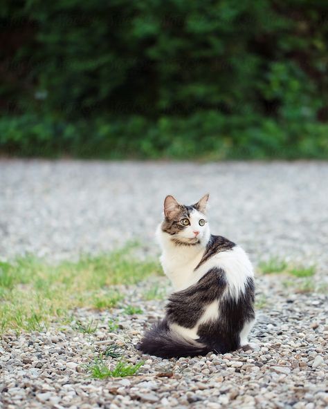 Cat Looking Back, References Animals, Sphynx Cat Tattoo, Cat Inspiration, Long Haired Cat, Cat Poses, Cat References, Photo Drawing, Cat Fountain