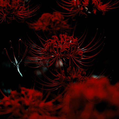 Red Spider Lily Icon, Chinese Red Aesthetic, Dark Chinese Aesthetic, Red Japanese Aesthetic, Firebender Aesthetic, Spiders Aesthetic, Oni Aesthetic, Dark Japanese Aesthetic, Red Dark Aesthetic