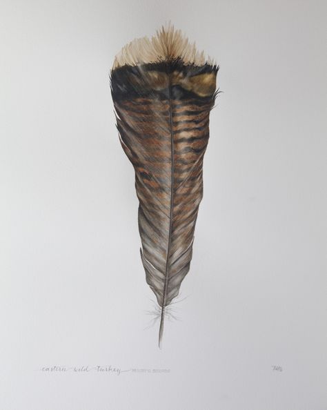 Eastern wild turkey. Bailey Harberg Placzek. #watercolor #feather #painting Turkey Feather Tattoo Men, Turkey Fan Tattoo, Turkey Feather Drawing, Duck Feather Tattoo, Turkey Hunting Tattoos, Turkey Feather Tattoo, Pheasant Tattoo, Duck Hunting Tattoos, Turkey Tattoo