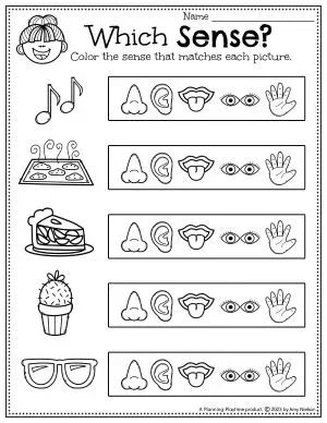 5 Senses Match - Preschool Worksheet Five Senses Kindergarten Worksheets, My Body For Preschoolers, Preschool Crafts 5 Senses, Senses Worksheets Kindergarten, Five Senses Unit Kindergarten, Our Senses Preschool, 5 Senses Anchor Chart Preschool, Five Senses For Kindergarten, Senses Week Preschool